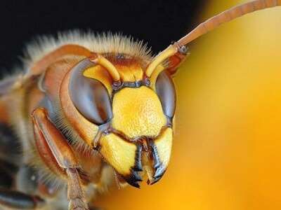 Arıların Zararları