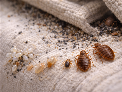 Tahtakurusunun Yaşamı ve Beslenmesi